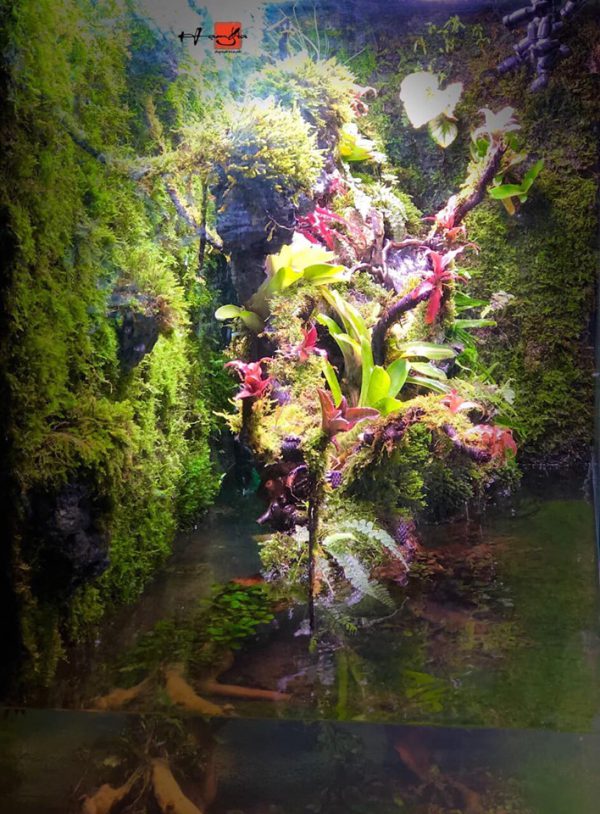 Bể Bán Cạn phong cách rừng nhiệt đới - BBC01 4