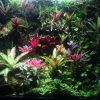 Bể Bán Cạn phong cách rừng nhiệt đới - BBC05 1