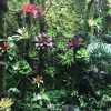Bể Bán Cạn phong cách rừng nhiệt đới - BBC13 2