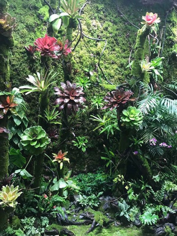 Bể Bán Cạn phong cách rừng nhiệt đới - BBC13 3