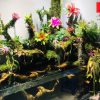 Bể Bán Cạn phong cách rừng nhiệt đới - BBC15 1