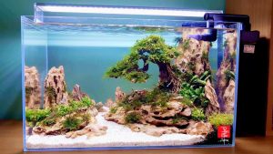 Bể thủy sinh Nature layout bonsai - BTS14 7