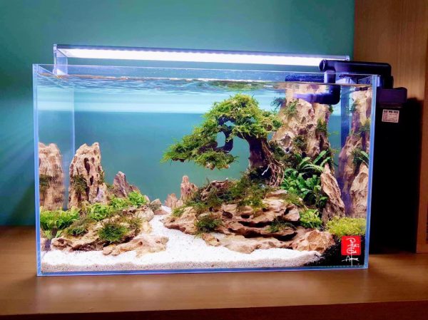 Bể thủy sinh Nature layout bonsai - BTS14 5