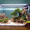 Bể thủy sinh Nature layout bonsai - BTS14 2