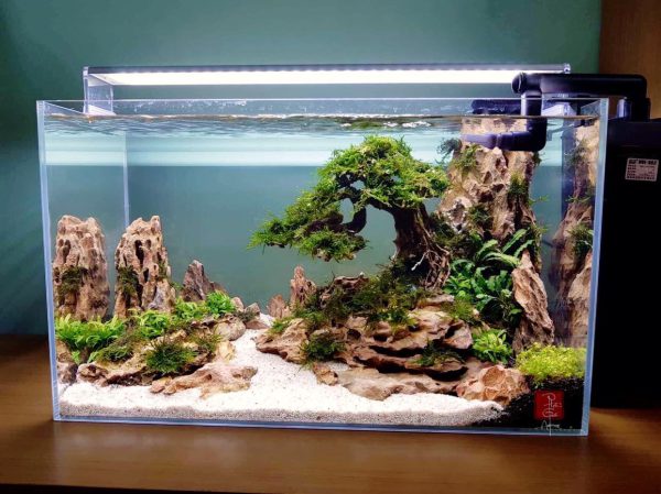 Bể thủy sinh Nature layout bonsai - BTS14 3
