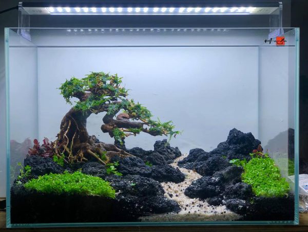 Bể thủy sinh Nature layout bonsai - BTS25 4