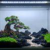 Bể thủy sinh Nature layout bonsai - BTS25 2