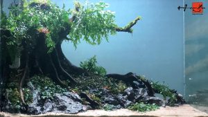 Bể thủy sinh Nature layout bonsai - BTS26 5