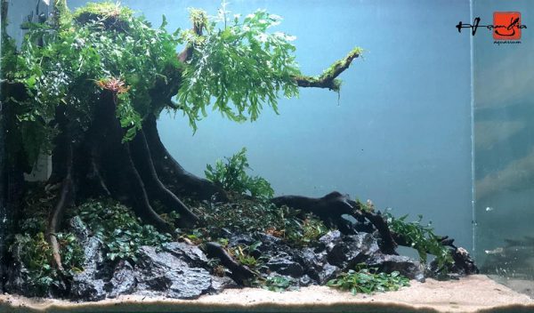 Bể thủy sinh Nature layout bonsai - BTS26 4