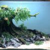 Bể thủy sinh Nature layout bonsai - BTS26 2