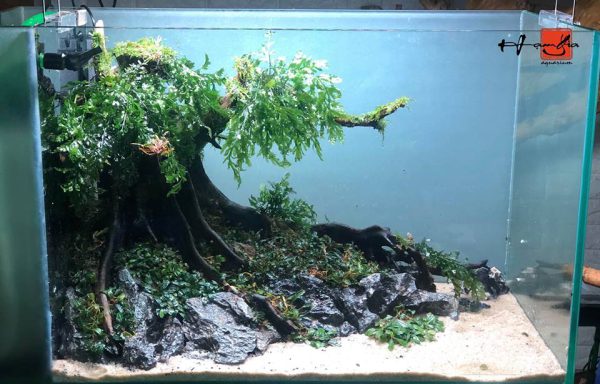 Bể thủy sinh Nature layout bonsai - BTS26 3