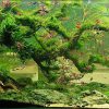Bể thủy sinh Nature layout bonsai thác đổ - BTS27 2