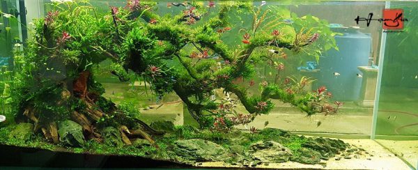 Bể thủy sinh Nature layout bonsai thác đổ - BTS27 3