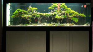 Bể thủy sinh Nature layout núi đá & bonsai - BTS28 7