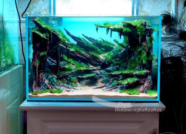 Top những mẫu bể cá cảnh đẹp nhất 2023 - Phạm Gia Aqua