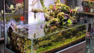 Bể thủy sinh bonsai bán cạn rừng nhiệt đới - BTS40 6