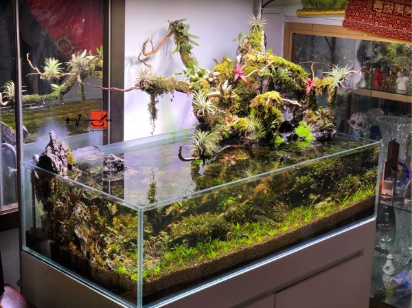 Bể thủy sinh bonsai bán cạn rừng nhiệt đới - BTS40 4