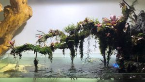 Bể thủy sinh bonsai bán cạn rừng nhiệt đới - BTS40 7
