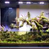 Bể thủy sinh bonsai bán cạn rừng nhiệt đới - BTS40 1