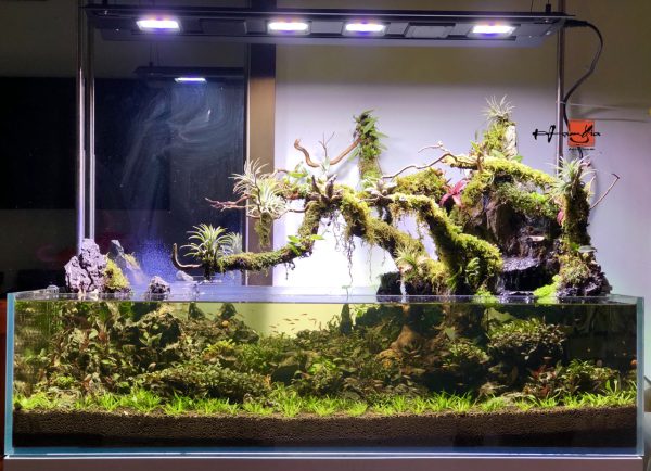 Bể thủy sinh bonsai bán cạn rừng nhiệt đới - BTS40 3