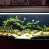 Bể thủy sinh bonsai - BTS13 1