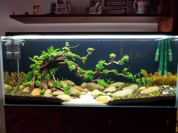 Bể thủy sinh bonsai - BTS13 3