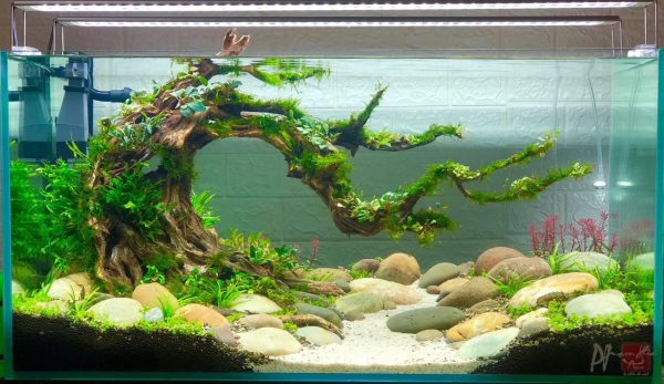Bể thủy sinh bonsai dáng đổ - BTS10 3