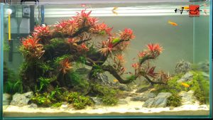 Bể thủy sinh bonsai dáng đổ - BTS42 6