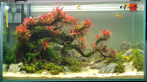 Bể thủy sinh bonsai dáng đổ - BTS42 4