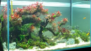 Bể thủy sinh bonsai dáng đổ - BTS42 7
