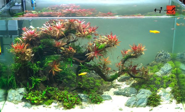 Bể thủy sinh bonsai dáng đổ - BTS42 3