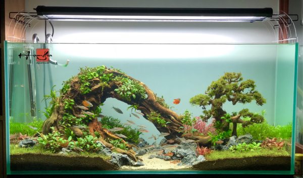 Bể thủy sinh Nature layout bonsai - BTS39 3