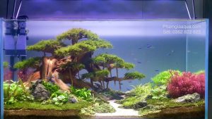 Bể thủy sinh bố cục bonsai- BTS 53 5