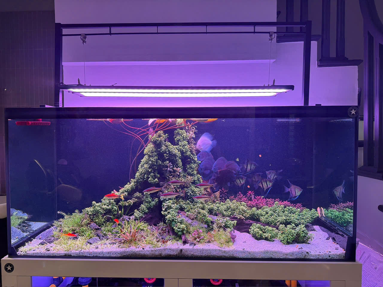 BỂ CÁ CÔNG NGHỆ MỚI 7